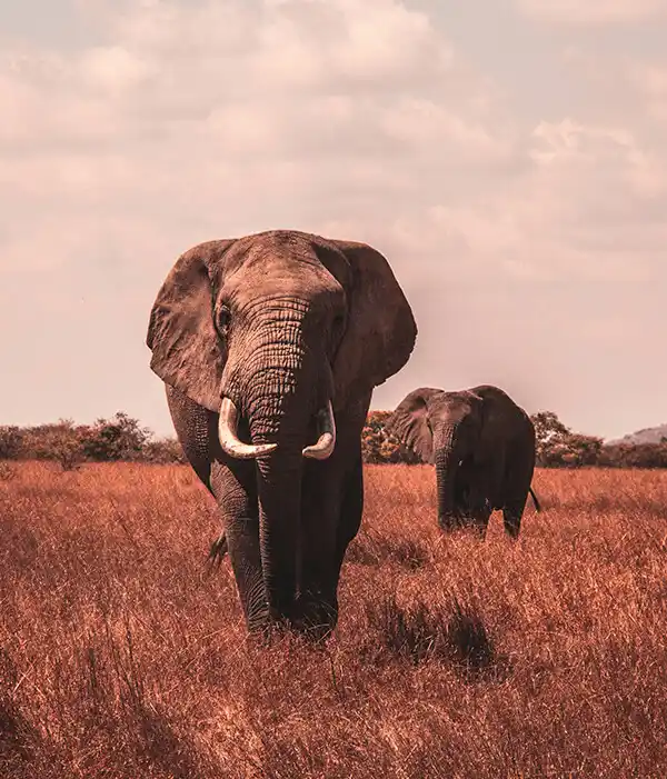 Viajes a Tanzania
