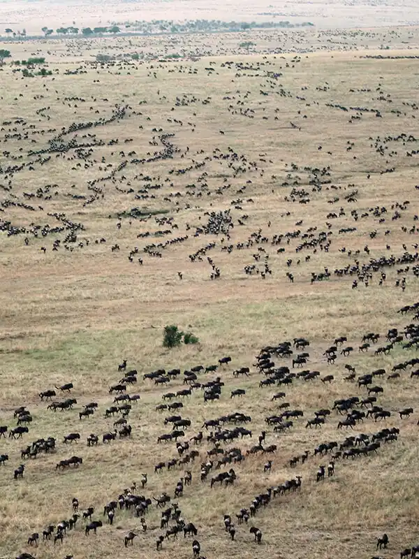 Viaje safari_Bufalos.webp - Pangea Viajes