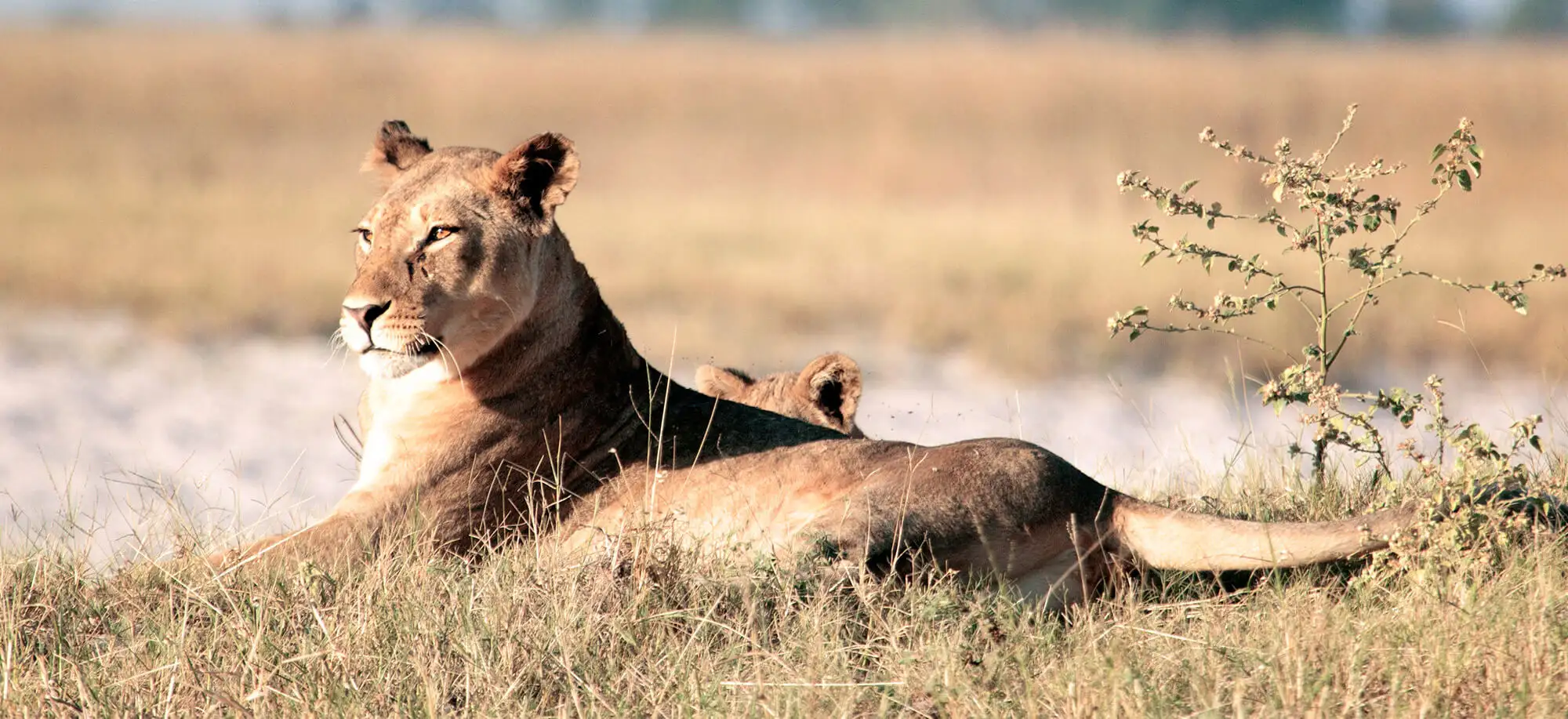 image-viajar-a-botsuana-parque-nacional-chobe-g2.webp - Pangea Viajes