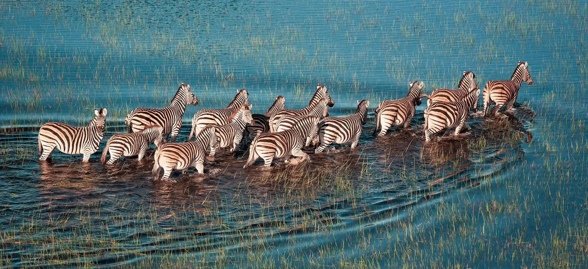 image-viajar-a-botsuana-reserva-de-moremi-g1.webp - Pangea Viajes