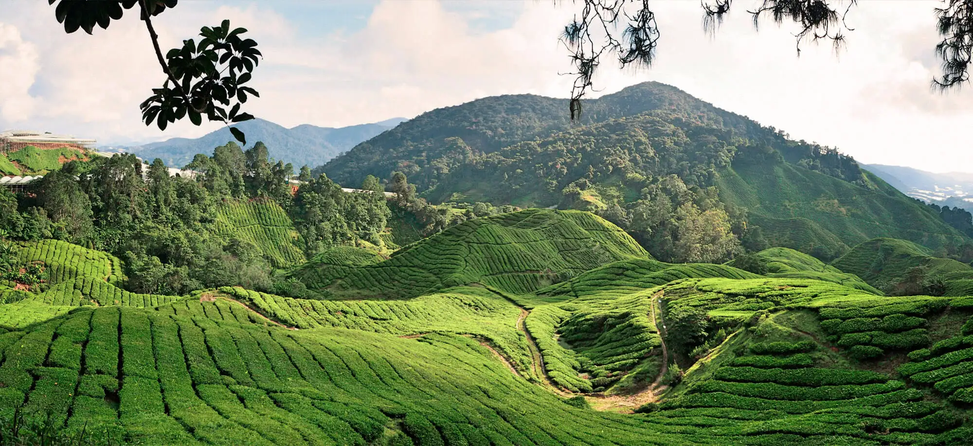 Viajes a Cameron Highlands