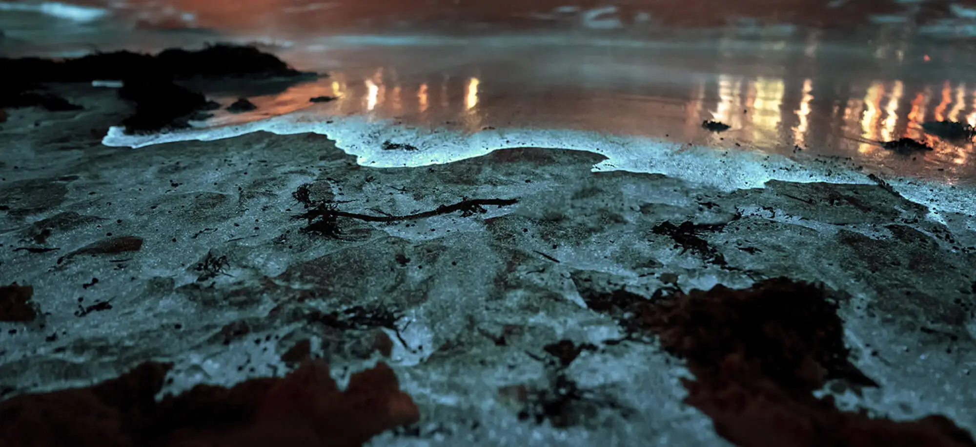 image-viajar-a-puerto rico-lagunas bioluminiscentes-g-2.webp - Pangea Viajes