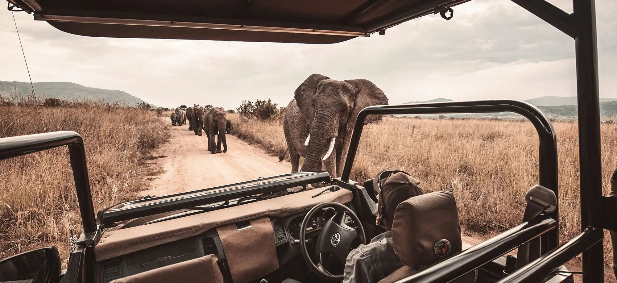 image-viajar-a-sudafrica-parque-kruger-g1b.webp - Pangea Viajes