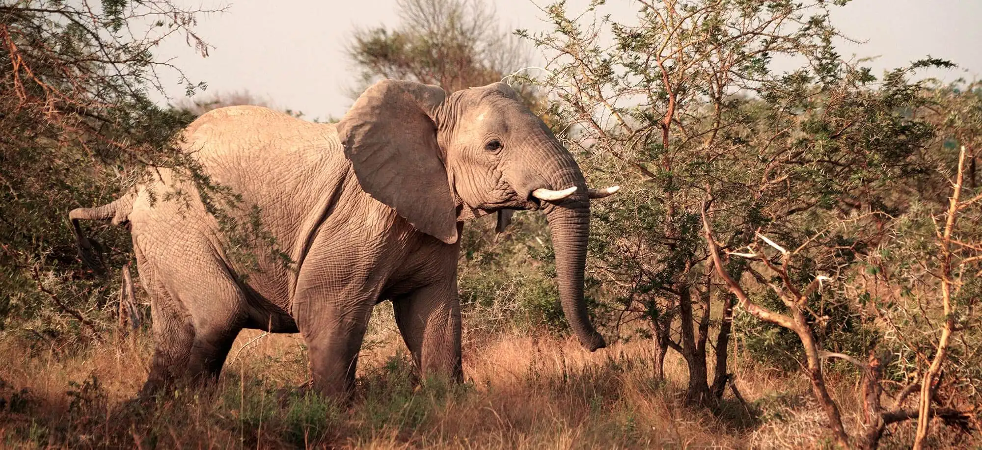 image-viajar-a-uganda-parque-nacional-queen-elisabeth-g3.webp - Pangea Viajes