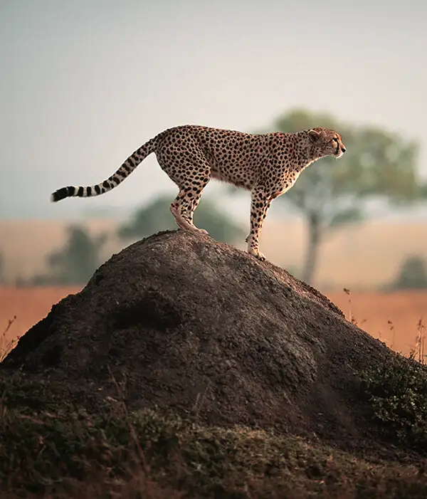Viajes a Kenia