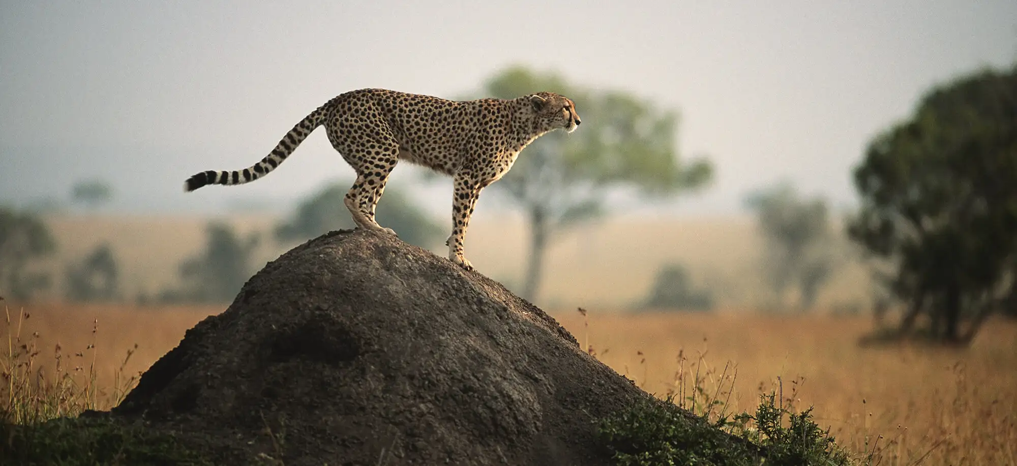Viajes a Kenia