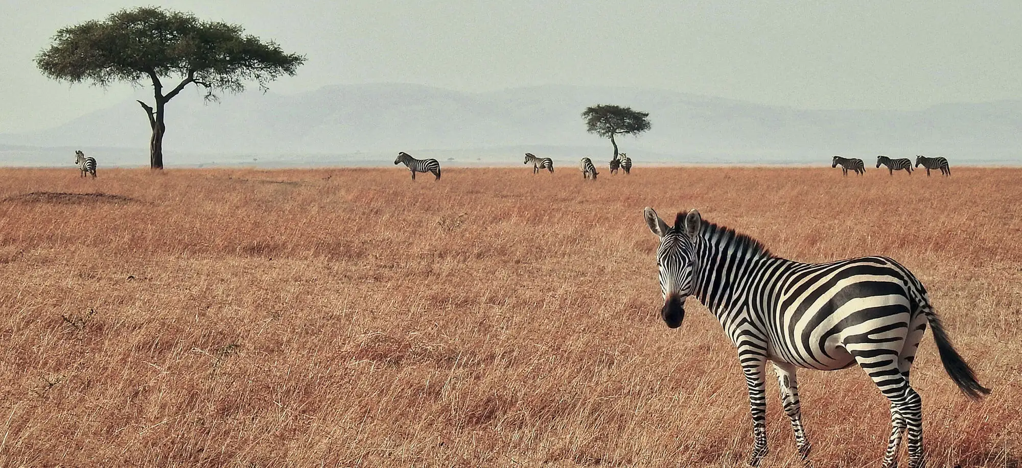 Viajes a Masai Mara