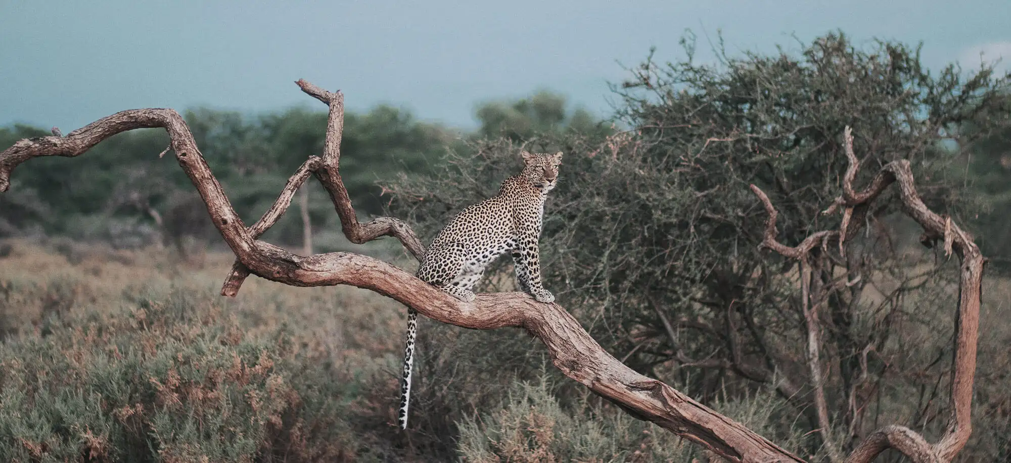 Viajes a Samburu