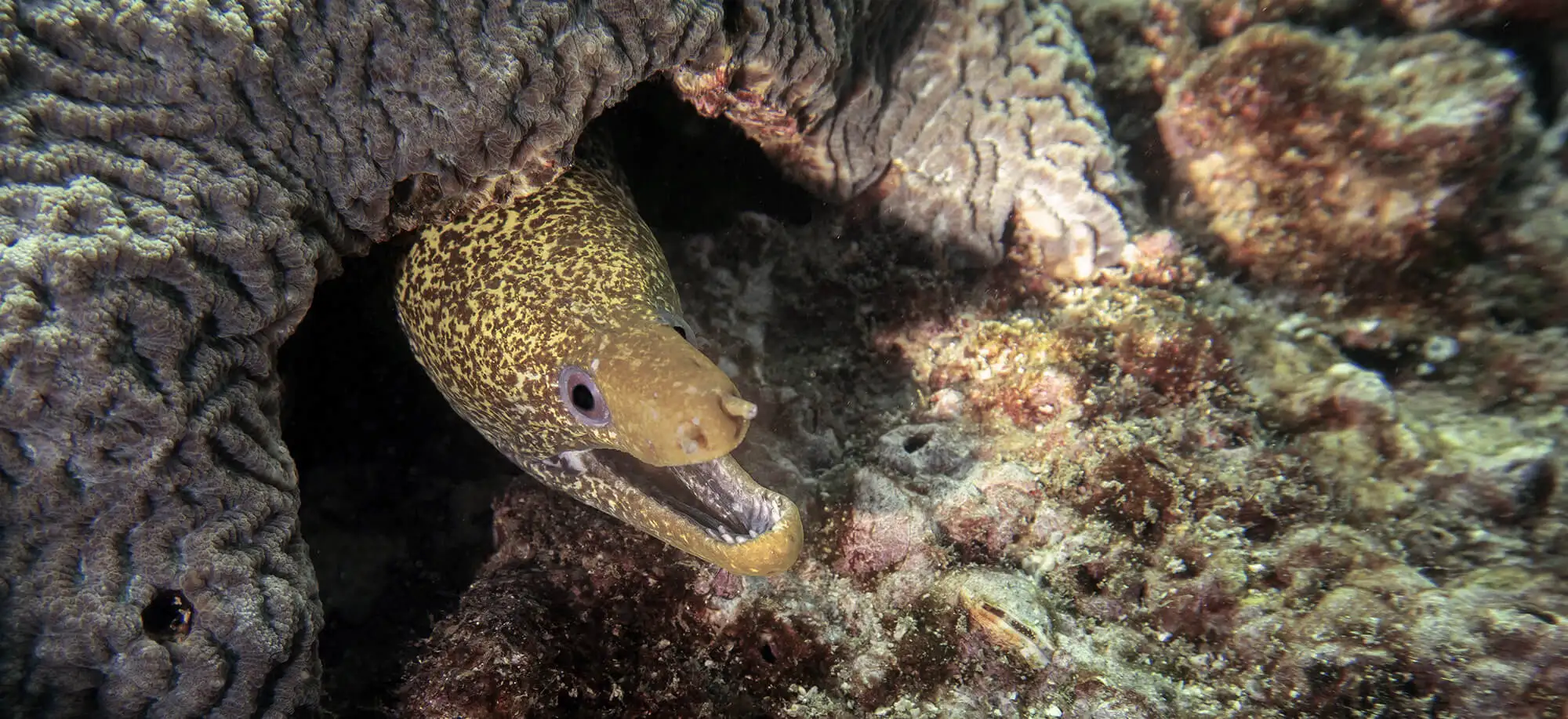 Viajes a las Islas Dimaniyat