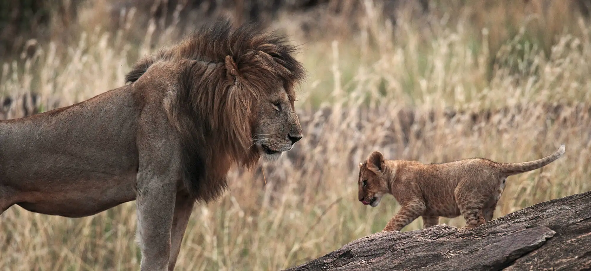 Viajes al Serengeti